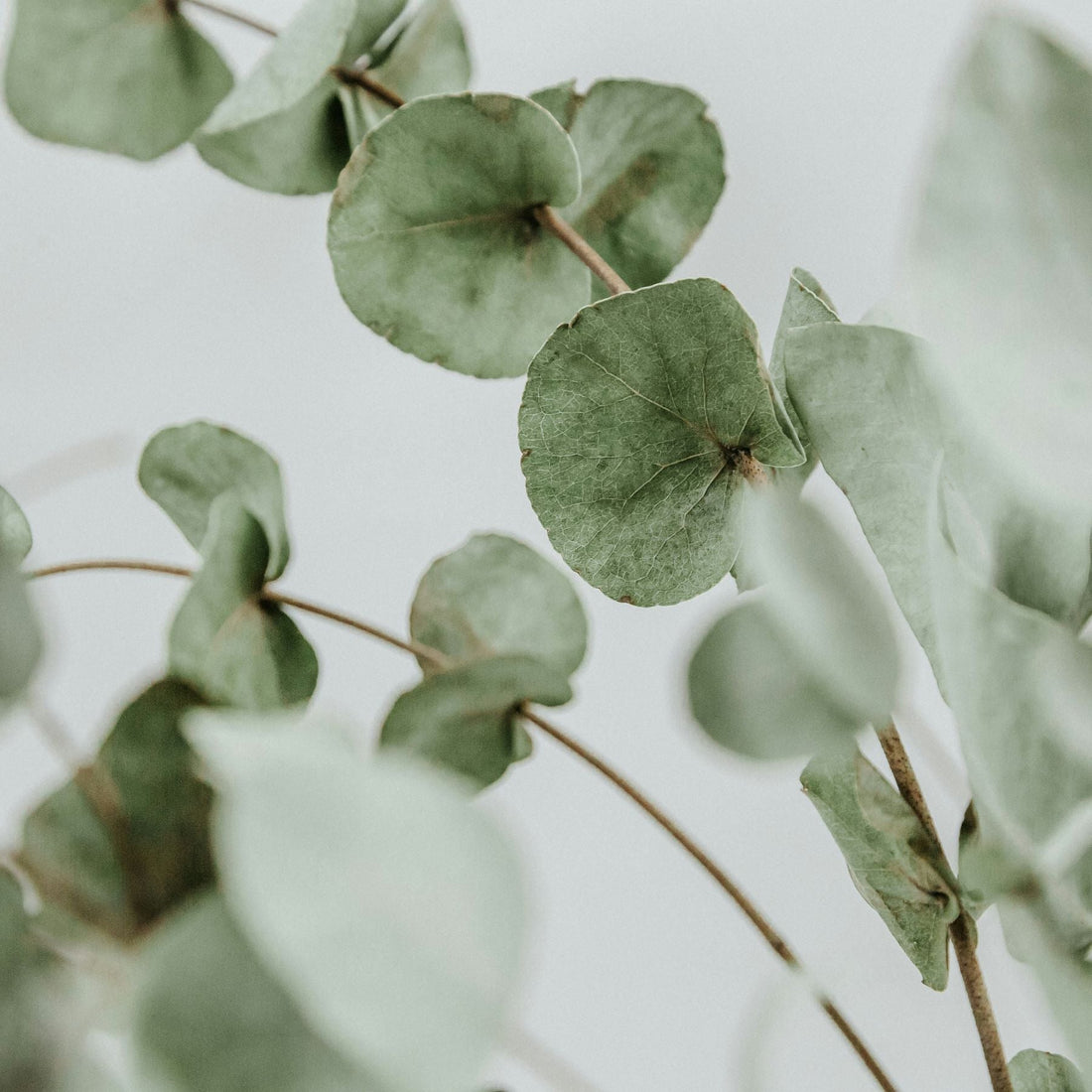 Discover the Power of Essential Oils: A Journey to Wellness and Balance - Altasphere