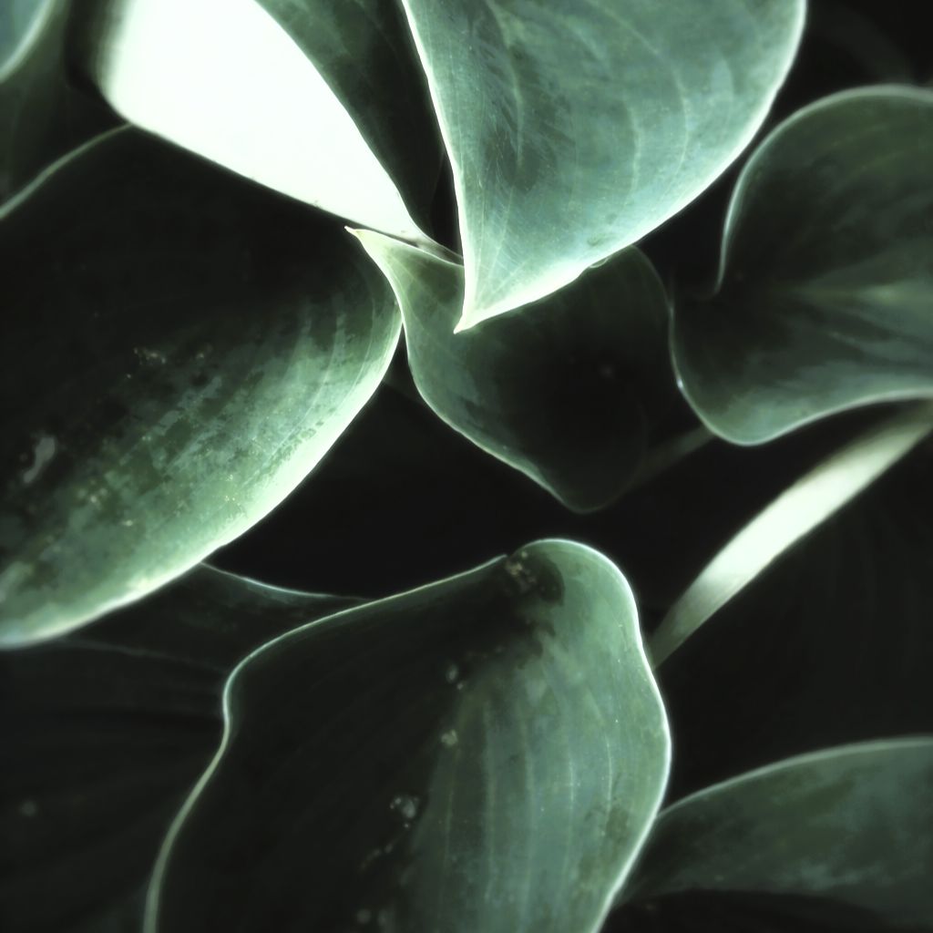 Downloadables - Altasphere