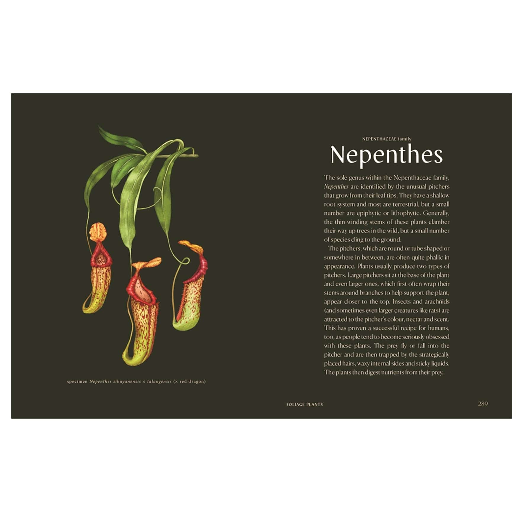 Plantopedia: The Definitive Guide To House Plants Altasphere