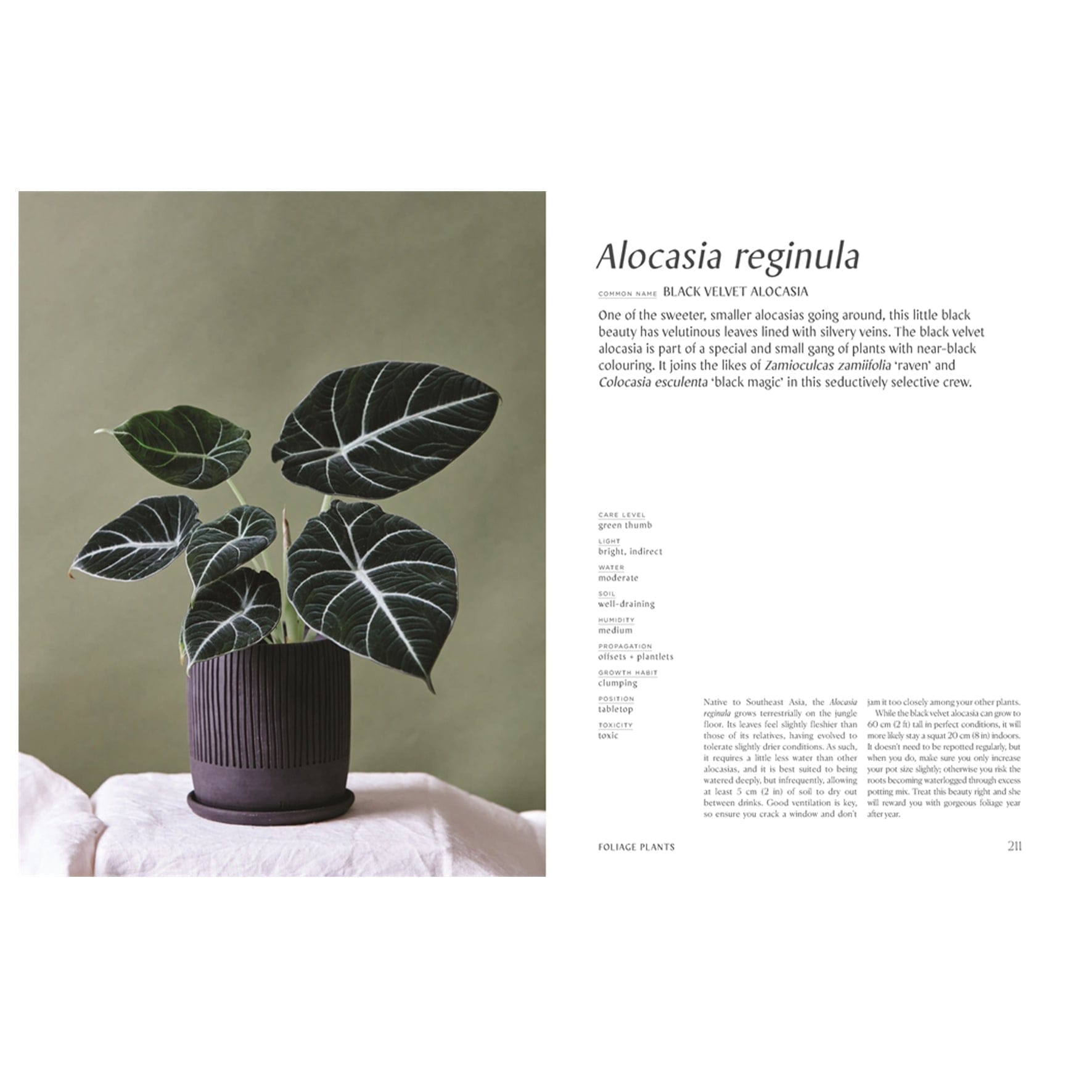 Plantopedia: The Definitive Guide To House Plants Altasphere